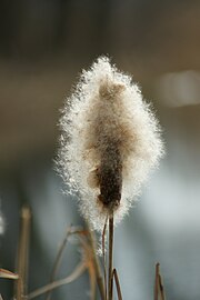 Seed head with seeds dispersing