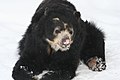 A spectacled bear at the Buffalo Zoo.