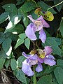 Vigna caracalla (snail vine) flowers