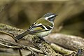 White-banded tyrannulet