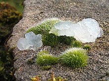 image of white translucent jelly sitting on a small clump of moss