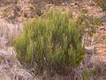 Allocasuarina nana, commonly known as the Dwarf She-Oak, found on Kings Tablelands, 2011.