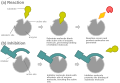 Allosteric competitive inhibition 1