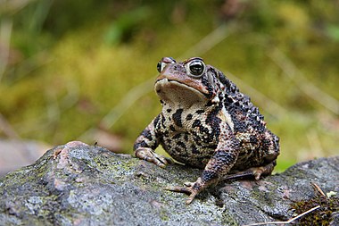 American Toad