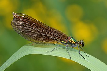 Beautiful Demoiselle