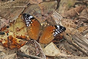 Female B. c. cocalia Kakum National Park, Ghana