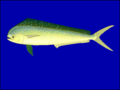 Mahi-mahi