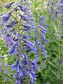 Delphinium elatum