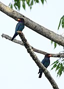 A pair of birds from Manas, Assam, India.