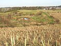 The view from the Templehouse woodland