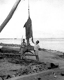 Ernest Hemingway and Henry Strater (1935), Cat Cay, Bahamas