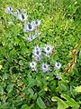 Eryngium alpinum