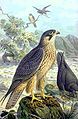 Falco eleonorae.