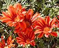 Clumping gazania (Gazania rigens) cultivar known as 'Copper King' at the Desert Demonstration Garden in Las Vegas