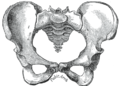 Image of a female pelvis seen anteriorly, sacrum at centre.