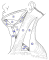 The triangles of the neck. (Anterior triangles to the left; posterior triangles to the right. Suprahyoid labeled at left.)