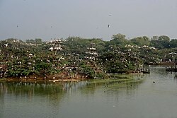 Heronry at Uppalpadu