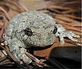 Grey treefrog (Hyla chrysoscelis versicolor)