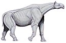 Paraceratherium transouralicum