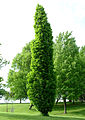 Kindred Spirit Hybrid Oak(Q. robur fastigiata x Q. bicolor)
