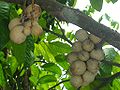 L. domesticum 'Jolo' cultivar growing in Valencia, Negros Oriental, Philippines