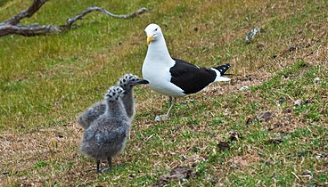 Adult and two chicks in New Zealand