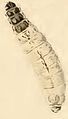 Larva