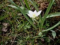 Ornithogalum balansae