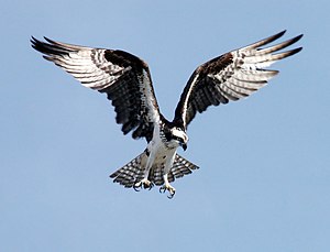 Osprey preparing to dive