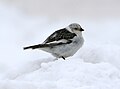 Snow Bunting