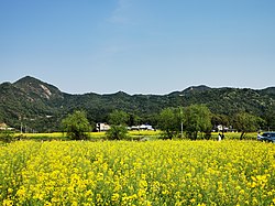 Rapeseed flowers have burst into full bloom in Chating Town, Wangcheng District of Changsha, Hunan, China, 20 March 2020. The yellow sea of rapeseed flowers has decorated the farmland. The locals have been cultivating rapeseed, not just as vegetable, but also for its seeds to extract oil.