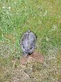 Clutch preparation of a breeding false map turtle on a meadow