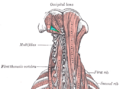 Suboccipital triangle