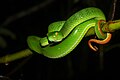 Trimeresurus macrops from Khao Yai National Park, Thailand