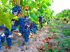 Vineyard in North Macedonia.