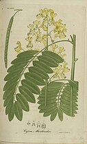 Plate 39, Bigelow's American Medical Botany (1818-1820)