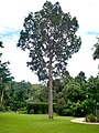 种植于开恩兹植物园的昆士兰贝壳杉