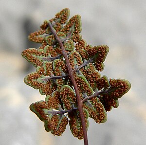 underside of greenish-gray divided leaflet with brown stalks and empty brown capsules, lacking white powder