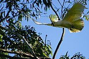 Sulphur Crested Cockatoo in flight