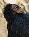 A California Condor