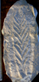 Fossil specimen of Charnia masoni.