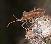 Lateral view, showing the opening of the scent gland.