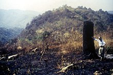 Site for forest restoration after degradation