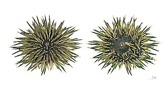 The two sides of the same dried specimen (MHNT)