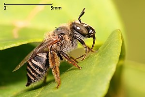 Female Tetraloniella sp. bee of Apinae, Eucerini
