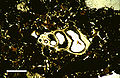 一片來自聖薩爾瓦多島的，年代為全新世的瀉湖沉積物的薄切片，在平面偏振光顯微鏡下可見微小腹足綱動物的殼，放大比例為5萬倍。