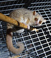 A gray mouse lemur