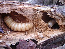 Two large insect larvae in tunnels in a tree branch