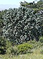 A large silvertree near Rhodes Memorial