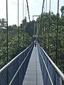 The suspension bridge as part of the treetop walk